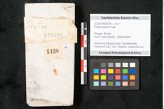 Foto (Objekt + Etikett) von Protea graeca Unger (NHMW-GEO-2024-0188-8138)